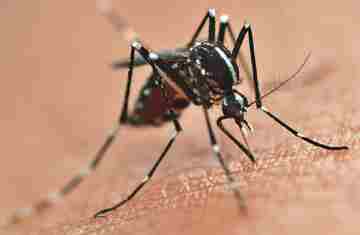  Secretaria da Saúde alerta para prevenção da dengue mesmo com queda de casos no Paraná 